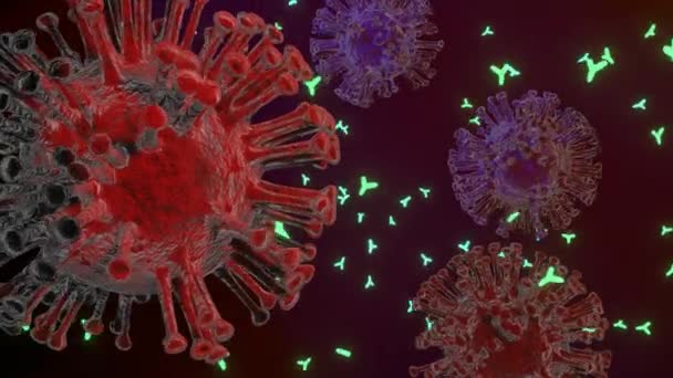 Antikorlar Virüsün Hücrelerine Saldırır Coronavirüs — Stok video