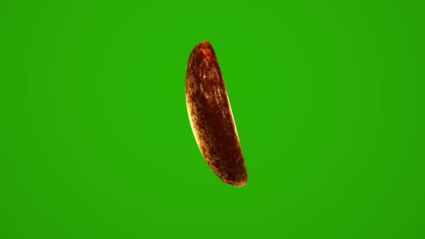 Single Coffee Bean Rotation Chromakey Background — Stock Video