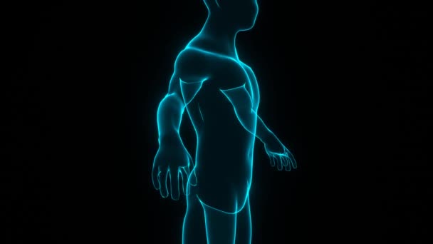 Nsan Vücudu Nsan Modeli Rotasyonu Biyomühendislik Tıbbi Teknoloji Kavramı Döndürülebilir — Stok video