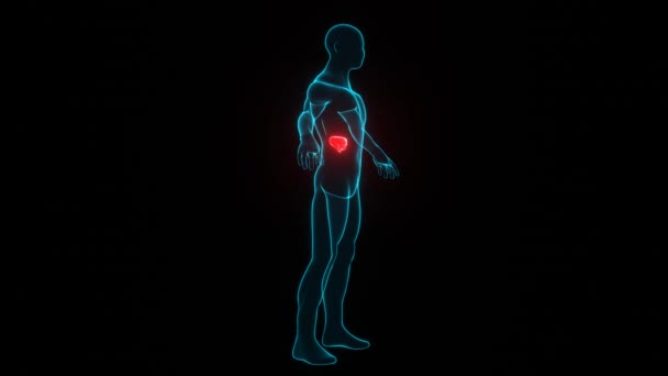 Karaciğer Hastalığı Olan Insan Vücudu Hologramı Siyah Arka Planda Kırmızı — Stok video