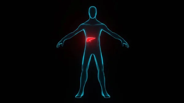 Cuerpo Humano Con Holograma Enfermedad Hepática Modelo Transparente Del Cuerpo —  Fotos de Stock
