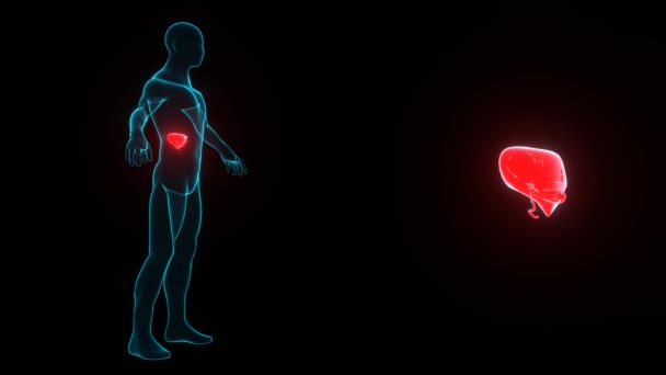 Människokropp Med Leversjukdom Hologram Transparent Modell Människokroppen Med Rött Organ — Stockvideo