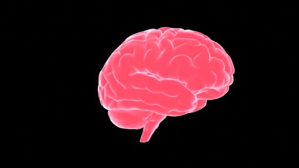Cérebro Humano Modelo Rosa Órgão Humano Sobre Fundo Preto Conceito — Vídeo de Stock