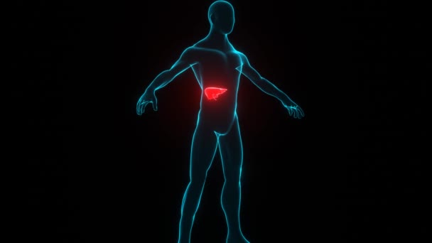 具有肝病全息图的人体 黑色背景下红色器官人体的透明三维模型 医学技术概念 — 图库视频影像