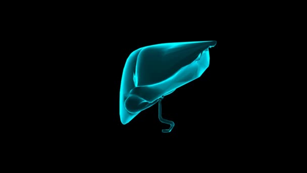 Nsan Karaciğeri Hologramı Siyah Arka Planda Insan Organının Boyutlu Şeffaf — Stok video