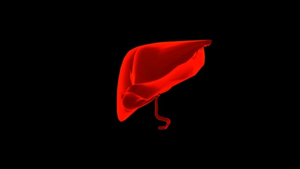 Lidský Hologram Jater Transparentní Model Lidského Orgánu Černém Pozadí Koncept — Stock video