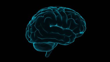 Human brain hologram. Transparent 3D model of human organ on black background. Medicine technology concept. Loop.