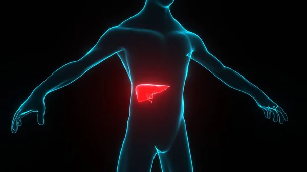 Human body with liver disease hologram. Transparent 3D model of human body with red organ on black background. Medicine technology concept. Loop.