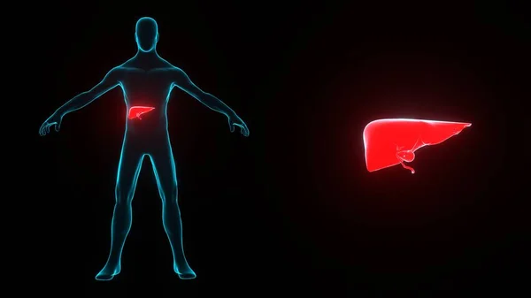 Human body with liver disease hologram. Transparent 3D model of human body with red organ on black background. Medicine technology concept. Loop.