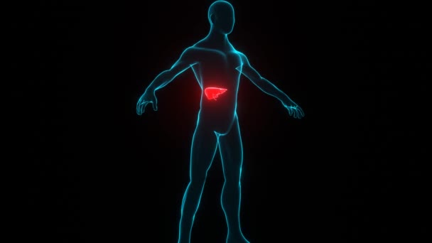 Karaciğer Hastalığı Olan Insan Vücudu Hologramı Siyah Arka Planda Kırmızı — Stok video