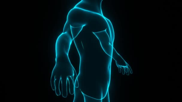 人体だ 人間のモデルの回転 生物工学と医療技術の概念 ループ可能なビデオ — ストック動画