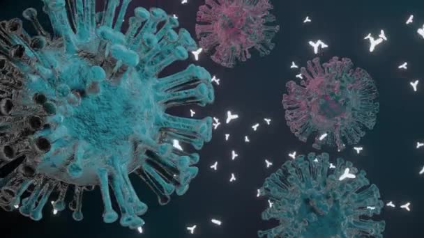 Antibodies Attack Cells Virus Coronavirus — Vídeo de Stock