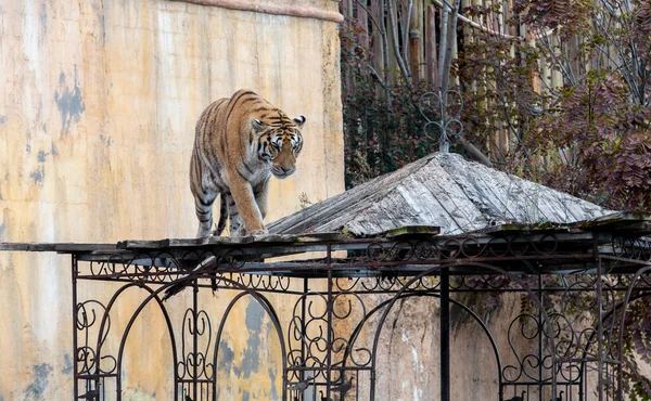 Großer Tiger Thront Auf Dem Dach Eines Verlassenen Tempels Indien — Stockfoto