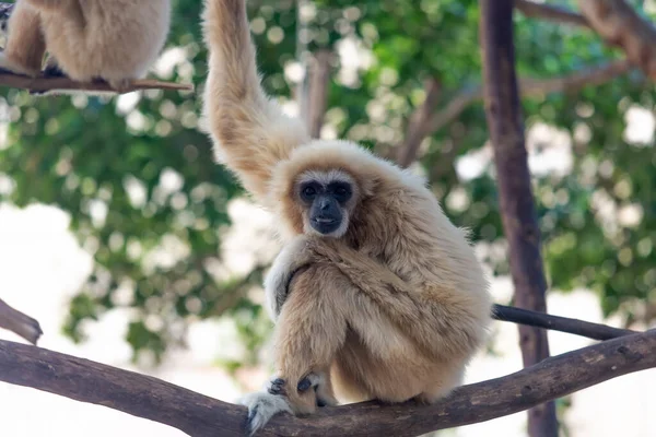 Graue Langur Affe Auf Einem Ast Blickt Die Kamera — Stockfoto