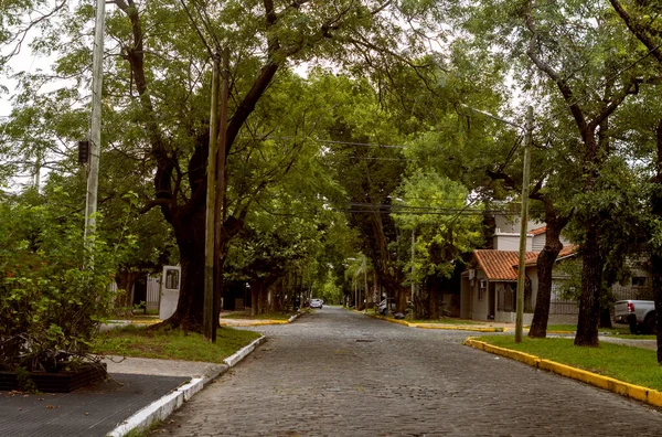 Мальовнича Вулиця Бруківкою Деревами Аргентині — стокове фото