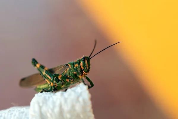 Close Photography Grasshopper — Stock Photo, Image