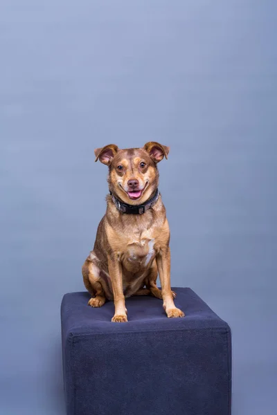 Pequeño Perro Marrón Sentado Podio Posando Imagen Estudio — Foto de Stock