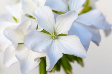 Sardunya çiçeğinin (Pelargonium L 'Herit)