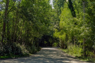 Yanları ağaçlarla kaplı toprak yol, gün ışığıyla aydınlanıyor..