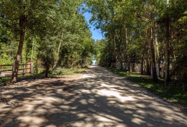Yanları ağaçlarla kaplı toprak yol, gün ışığıyla aydınlanıyor..