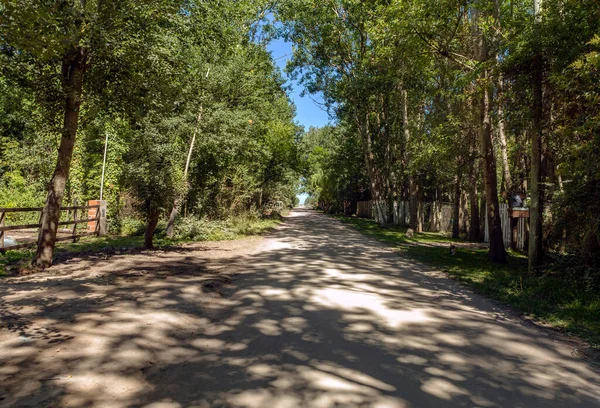Yanları ağaçlarla kaplı toprak yol, gün ışığıyla aydınlanıyor..