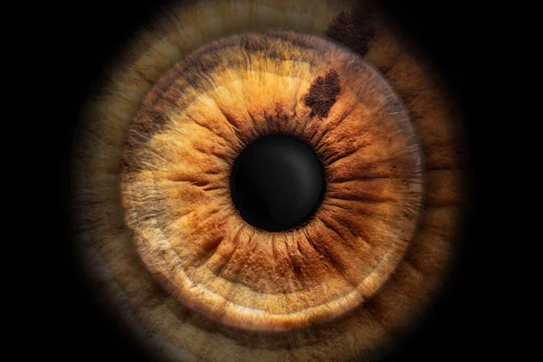 Close Photo Macro Photo Iris Eye Ideal Background Texture — Stock Photo, Image