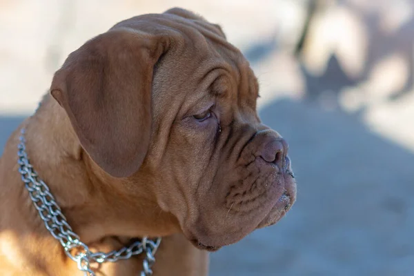 Close Photograph Head Dogue Bordeaux — Stockfoto