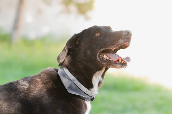 Primer Plano Hermoso Perro Negro Naturaleza — Foto de Stock