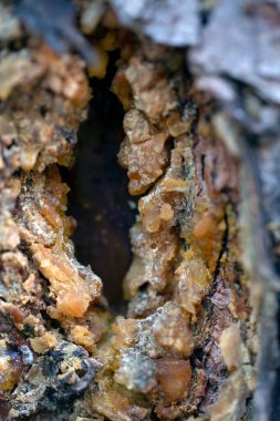 solidified pine resin, natural hard yellow resin of pine tree