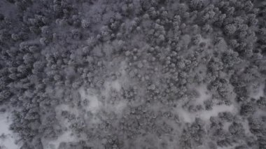Aerial footage of winter landscape in a forrest.