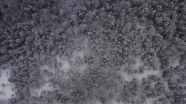 Aerial footage of winter landscape in a forrest.