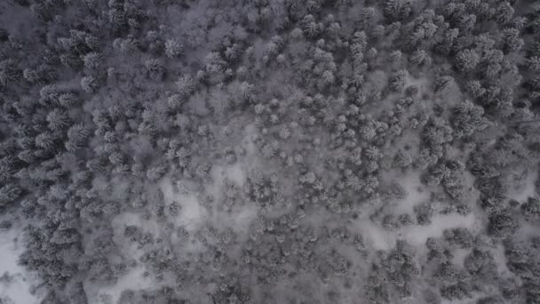 Imágenes aéreas del paisaje invernal en un bosque. — Vídeos de Stock