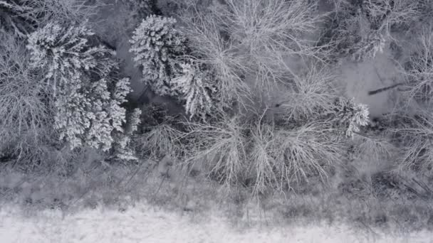 Aerial footage of winter landscape in a forrest. — Stock video