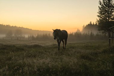 Stockholm İsveç 'te güneş doğarken avluda at. Yüksek kalite fotoğraf