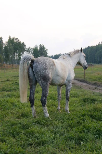Koń Dziedzińcu Podczas Wschodu Słońca Sztokholmie Szwecja Wysokiej Jakości Zdjęcie — Zdjęcie stockowe