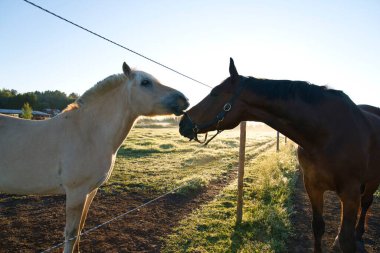 Stockholm İsveç 'te avluda bir at. Yüksek kalite fotoğraf