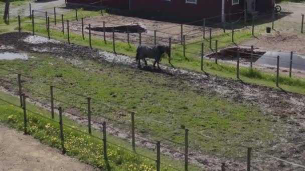 Caballo Patio Trasero Por Dron Estocolmo Suecia Durante Verano 2022 — Vídeos de Stock