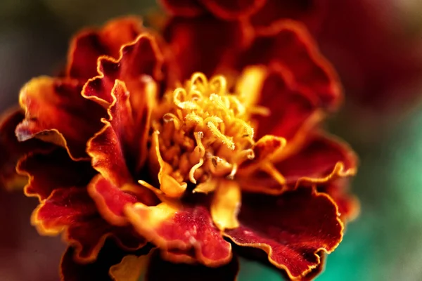 Orange flower with wavy petals close-up close-up — Stock Photo, Image