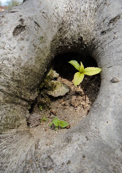 Mikrowelt Junge Pflanze Der Mulde Eines Alten Baumes Neues Leben — Stockfoto