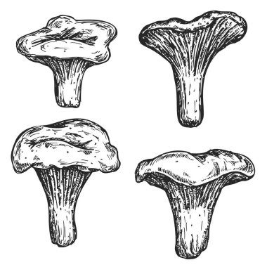 Vektör el, beyaz arka planda izole edilmiş chanterelles çizer. Çizim tarzında mantar çizimi. Organik sağlıklı taze gıdaları damgalamak için tasarım elementleri.