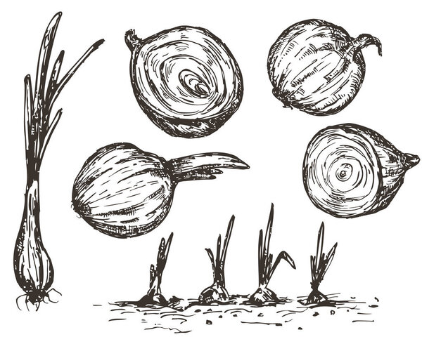 Set of vector hand draw onion isolated on white background. Monochrome illustration in sketch vintage style. Collection design elements for branding organic healthy fresh food.