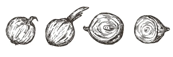 Ensemble Dessin Vectoriel Main Oignon Isolé Sur Fond Blanc Illustration — Image vectorielle