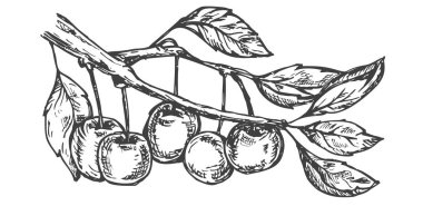 Vektör el çizimi beyaz arka planda izole edilmiş kiraz dalı. Çizim tarzında botanik illüstrasyon. Organik sağlıklı yiyecek veya pazar örtüsü, pankart, menü markası için tasarım unsurları.
