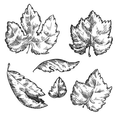 Beyaz arkaplanda izole edilmiş üzüm yaprağı çizimini ayarla. Çizim tarzında botanik illüstrasyon. Organik sağlıklı gıda veya pazar örtüsü, pankart, menü markası için tek renkli tasarım unsuru.