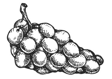 Vektör el, beyaz arka planda izole edilmiş üzüm çizer. Çizim tarzında botanik illüstrasyon. Organik sağlıklı gıda veya pazar örtüsü, pankart, menü markası için tek renkli tasarım unsuru.