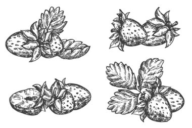 Beyaz arkaplanda izole edilmiş vektör el çizimi çileği ayarla. Çizim tarzında botanik illüstrasyon. Organik sağlıklı gıda veya pazar örtüsü, pankart, menü markası için tek renkli tasarım unsuru.