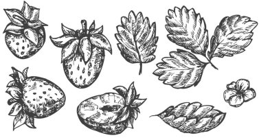 Beyaz arka planda izole edilmiş vektör el çizimi çilek elementleri. Çizim tarzında botanik illüstrasyon. Organik sağlıklı yiyecek veya pazar örtüsü, pankart, menü markası için nesneler tasarlayın.