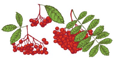 Bir grup vektör el beyaz arka planda izole edilmiş rowan dalları çizer. Çizim tarzında botanik illüstrasyon. Organik sağlıklı yiyecek veya pazar örtüsü, pankart, menü markası için nesneler tasarlayın.