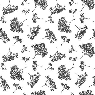 Rowan 'ın monokrom eskiziyle el çizimi, beyaz arka planda izole edilmiş. Tekstil ya da piyasa örtüsü, kumaş markası için tasarlandı. Botanik vektör illüstrasyonu.