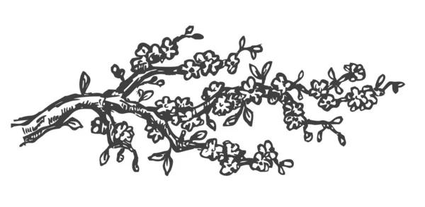 Vecteur Main Dessiner Branche Sakura Isolé Sur Fond Blanc Illustration — Image vectorielle